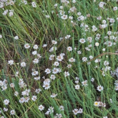 Rhodanthe anthemoides at Namadgi National Park - 7 Feb 2024 06:37 PM