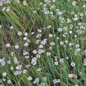 Rhodanthe anthemoides at Namadgi National Park - 7 Feb 2024 06:37 PM