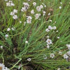 Rhodanthe anthemoides at Namadgi National Park - 7 Feb 2024