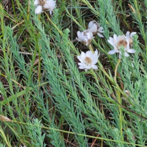 Rhodanthe anthemoides at Namadgi National Park - 7 Feb 2024 06:37 PM