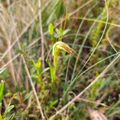 Diplodium decurvum (Summer greenhood) at Namadgi National Park - 7 Feb 2024 by Csteele4