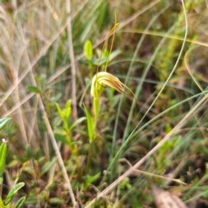 Diplodium decurvum at Namadgi National Park - suppressed