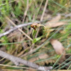 Diplodium decurvum at Namadgi National Park - suppressed