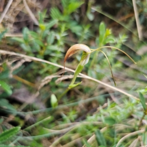 Diplodium decurvum at Namadgi National Park - suppressed