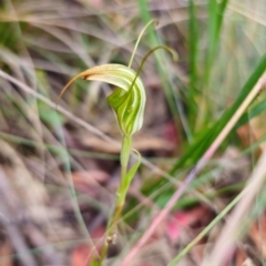 Diplodium decurvum (Summer greenhood) at Namadgi National Park - 7 Feb 2024 by Csteele4