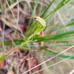 Diplodium decurvum at Namadgi National Park - suppressed