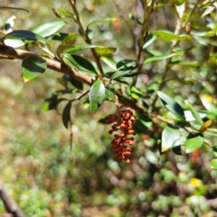 Grevillea diminuta at Namadgi National Park - 7 Feb 2024 by Csteele4