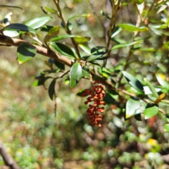 Grevillea diminuta at Cotter River, ACT - 7 Feb 2024 by Csteele4