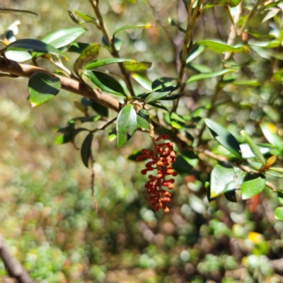 Grevillea diminuta at Cotter River, ACT - 7 Feb 2024 by Csteele4