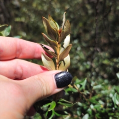 Grevillea diminuta at Namadgi National Park - 7 Feb 2024