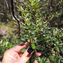 Grevillea diminuta at Namadgi National Park - 7 Feb 2024