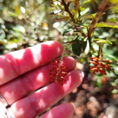 Grevillea diminuta at Namadgi National Park - 7 Feb 2024