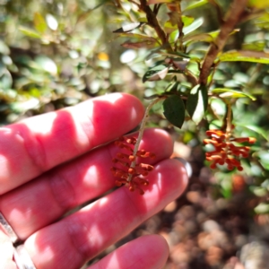 Grevillea diminuta at Namadgi National Park - 7 Feb 2024