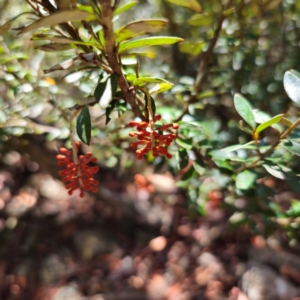 Grevillea diminuta at Namadgi National Park - 7 Feb 2024