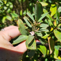 Philotheca myoporoides subsp. myoporoides (Long-leaf Waxflower) at Cotter River, ACT - 7 Feb 2024 by Csteele4