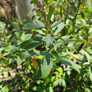 Philotheca myoporoides subsp. myoporoides at Namadgi National Park - suppressed