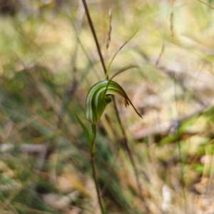 Diplodium decurvum at Tidbinbilla Nature Reserve - 7 Feb 2024