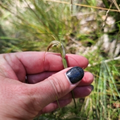 Diplodium decurvum at Tidbinbilla Nature Reserve - 7 Feb 2024