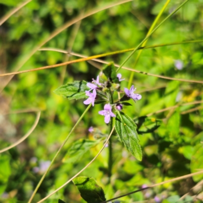 Mentha diemenica (Wild Mint, Slender Mint) at Tidbinbilla Nature Reserve - 7 Feb 2024 by Csteele4