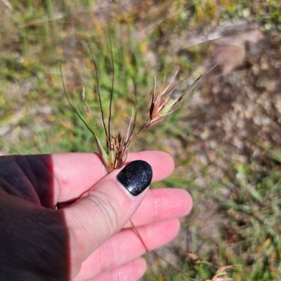 Themeda triandra (Kangaroo Grass) at Tidbinbilla Nature Reserve - 7 Feb 2024 by Csteele4