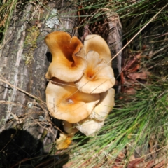 Omphalotus nidiformis (Ghost Fungus) at Namadgi National Park - 7 Feb 2024 by Csteele4