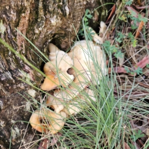 Omphalotus nidiformis at Namadgi National Park - 7 Feb 2024 11:44 AM