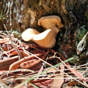 Omphalotus nidiformis at Namadgi National Park - 7 Feb 2024