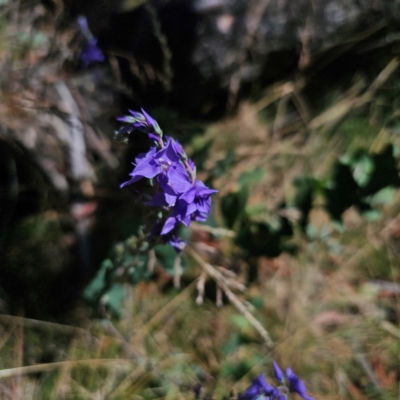 Veronica perfoliata (Digger's Speedwell) at Cotter River, ACT - 7 Feb 2024 by Csteele4