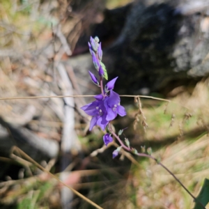 Veronica perfoliata at Namadgi National Park - 7 Feb 2024