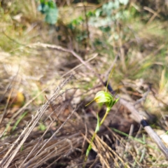 Diplodium decurvum at Tidbinbilla Nature Reserve - suppressed