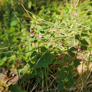 Scutellaria humilis at Tidbinbilla Nature Reserve - 7 Feb 2024 09:20 AM