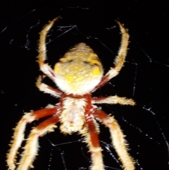 Unidentified Spider (Araneae) at Wirlinga, NSW - 7 Feb 2024 by RobCook