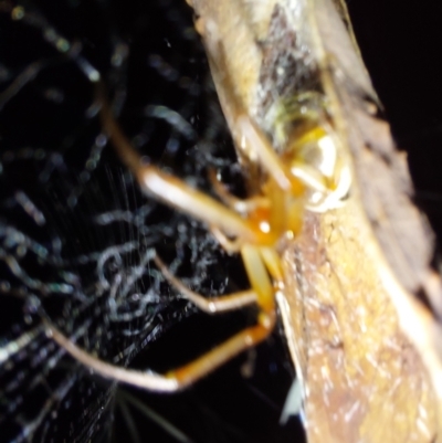 Unidentified Other web-building spider at Albury - 7 Feb 2024 by RobCook