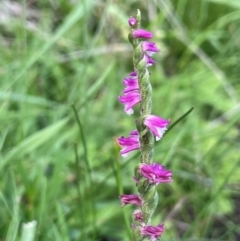 Spiranthes australis (Austral Ladies Tresses) at Jerangle, NSW - 7 Feb 2024 by JaneR