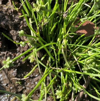 Isolepis gaudichaudiana (Benambra Club-sedge) at Jerangle, NSW - 7 Feb 2024 by JaneR