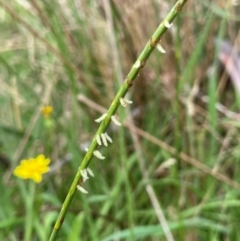 Hemarthria uncinata (Matgrass) at Jerangle, NSW - 7 Feb 2024 by JaneR