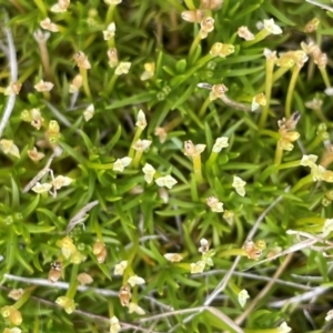 Scleranthus biflorus at Jerangle, NSW - 7 Feb 2024 03:10 PM