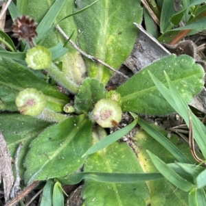 Solenogyne gunnii at Jerangle, NSW - 7 Feb 2024