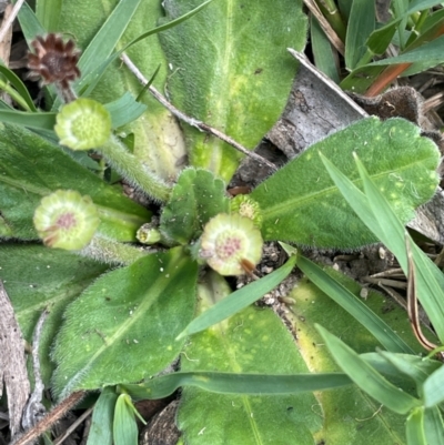 Solenogyne gunnii (Solengyne) at Jerangle, NSW - 7 Feb 2024 by JaneR