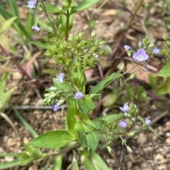 Veronica anagallis-aquatica (Blue Water Speedwell) at Jerangle, NSW - 7 Feb 2024 by JaneR