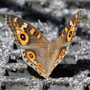 Junonia villida at Jerrabomberra Wetlands - 7 Feb 2024 11:31 AM