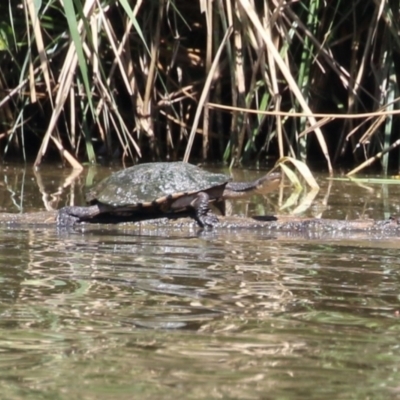 Chelodina longicollis (Eastern Long-necked Turtle) at Jerrabomberra Wetlands - 7 Feb 2024 by RodDeb