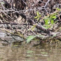 Intellagama lesueurii howittii (Gippsland Water Dragon) at Jerrabomberra Wetlands - 7 Feb 2024 by RodDeb