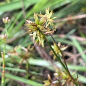 Juncus fockei at Jerangle, NSW - 7 Feb 2024 03:20 PM