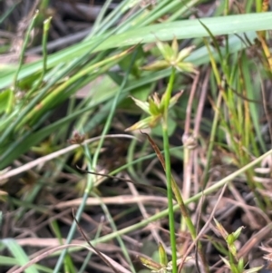 Juncus fockei at Jerangle, NSW - 7 Feb 2024 03:20 PM