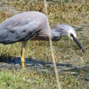 Egretta novaehollandiae at Jerrabomberra Wetlands - 7 Feb 2024 12:15 PM