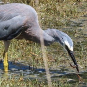 Egretta novaehollandiae at Jerrabomberra Wetlands - 7 Feb 2024 12:15 PM