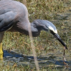 Egretta novaehollandiae at Jerrabomberra Wetlands - 7 Feb 2024 12:15 PM