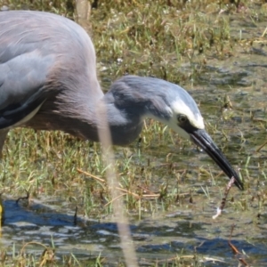 Egretta novaehollandiae at Jerrabomberra Wetlands - 7 Feb 2024 12:15 PM