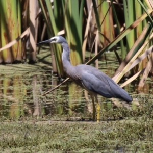 Egretta novaehollandiae at Jerrabomberra Wetlands - 7 Feb 2024 12:15 PM